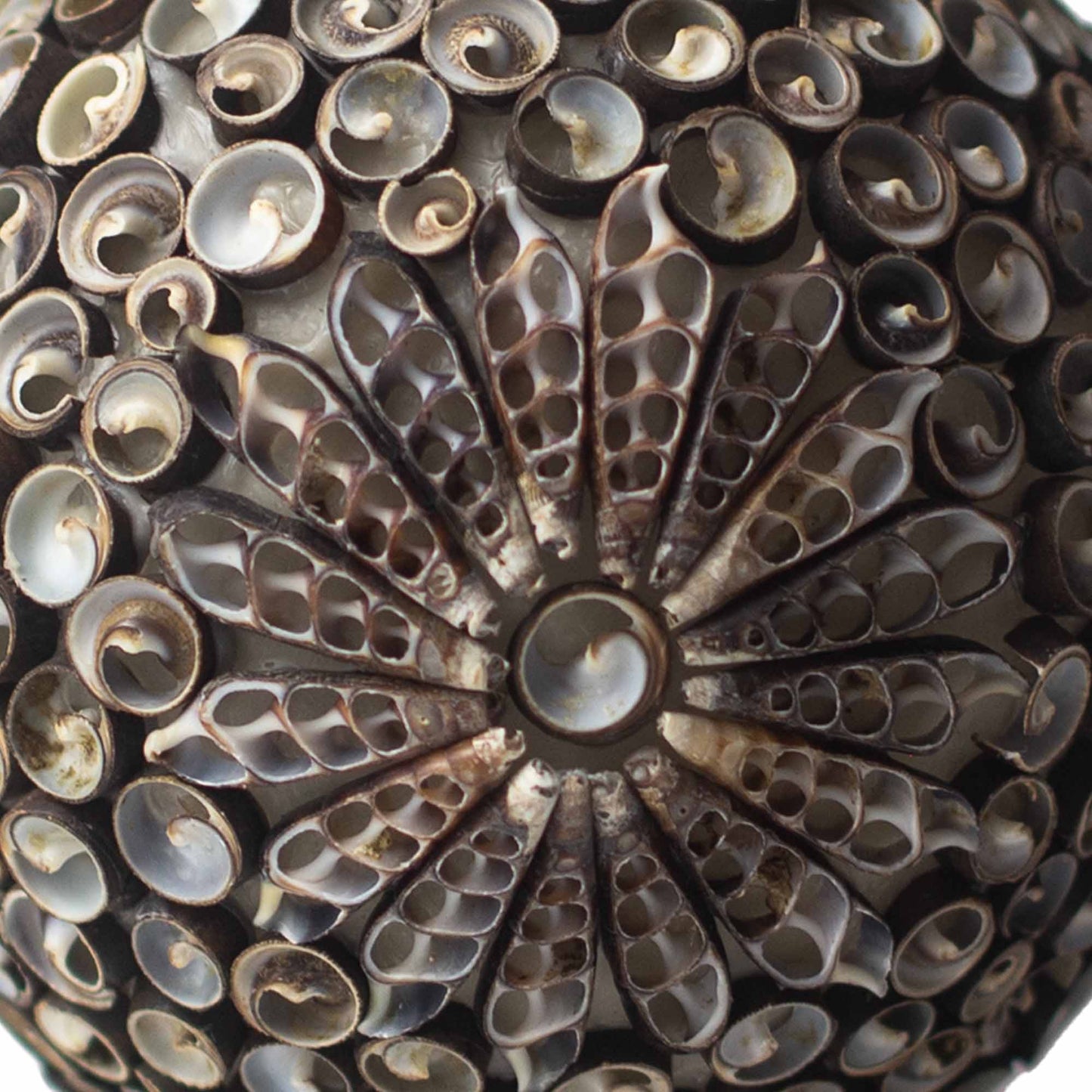 Handcrafted LED Boho Seashell Lamp - Large - Chocolate Twist - Oval, close-up of dark spiral shells surrounding a floral centre by Quintessential Holistic Health Ltd