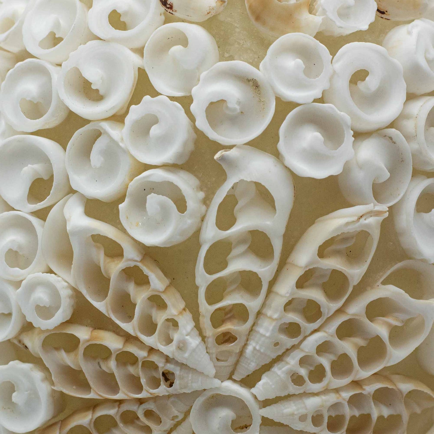 Handcrafted LED Boho Seashell Lamp - Small Decorative Oval close-up showing white shell curls and openwork radial leaf shapes by Quintessential Holistic Health Ltd