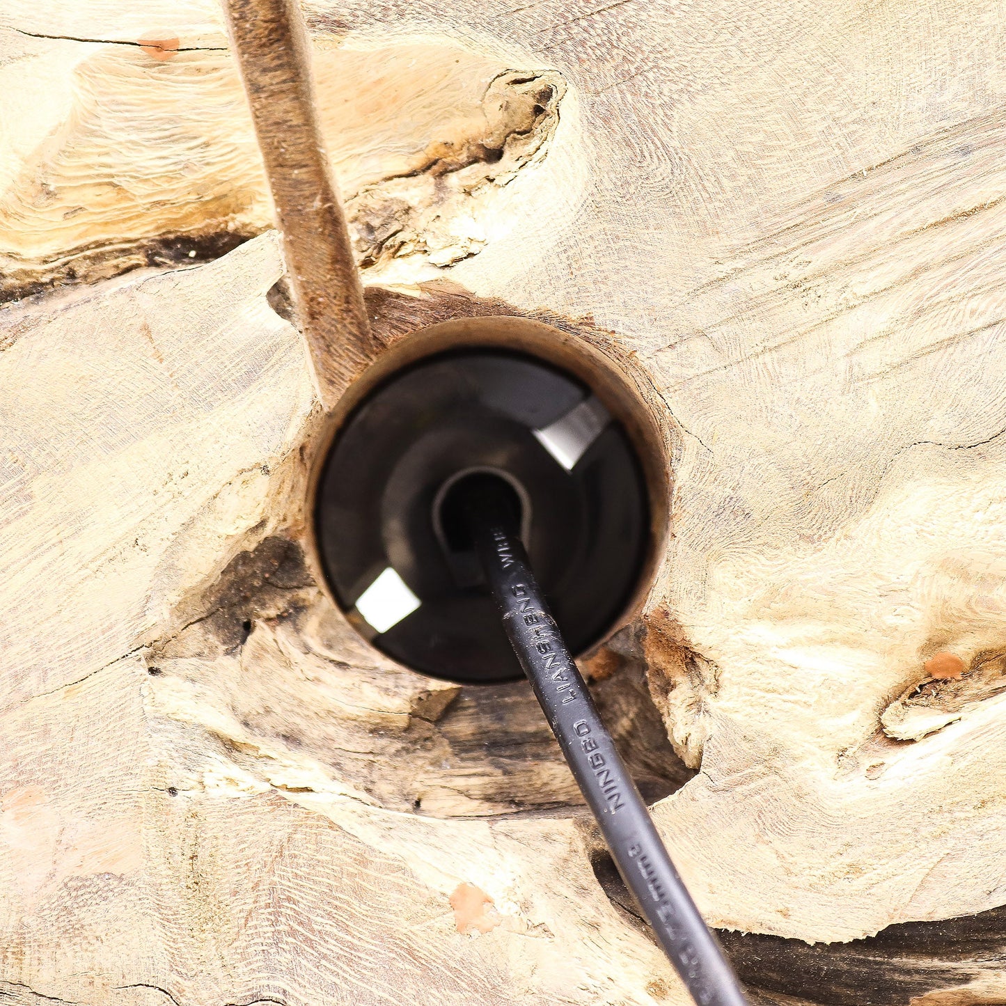 Natural Driftwood LED Glow Lamp - Cotton Wrap Cream Shade showing the black socket fitted into the driftwood by Quintessential Holistic Health Ltd