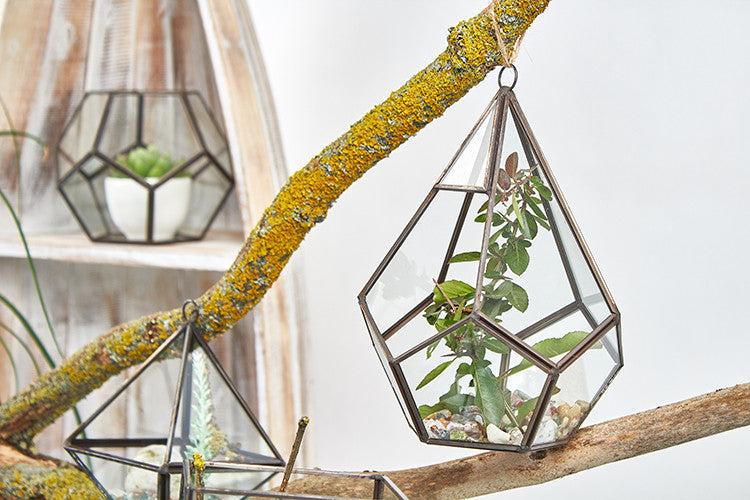 Large Glass and Brass Pentagon Terrarium hanging from a branch with leafy green stems inside by Quintessential Holistic Health Ltd