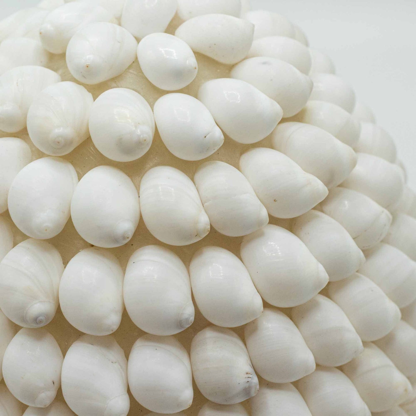 Handcrafted LED Boho Seashell Lamp - Small / Oval