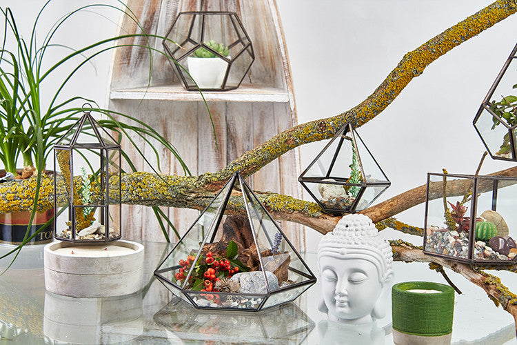 Small Glass and Brass Diamond Terrarium displayed among planted geometric terrariums on branches and a table by Quintessential Holistic Health Ltd