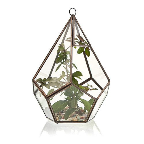 Large Glass and Brass Pentagon Terrarium containing leafy green stems by Quintessential Holistic Health Ltd