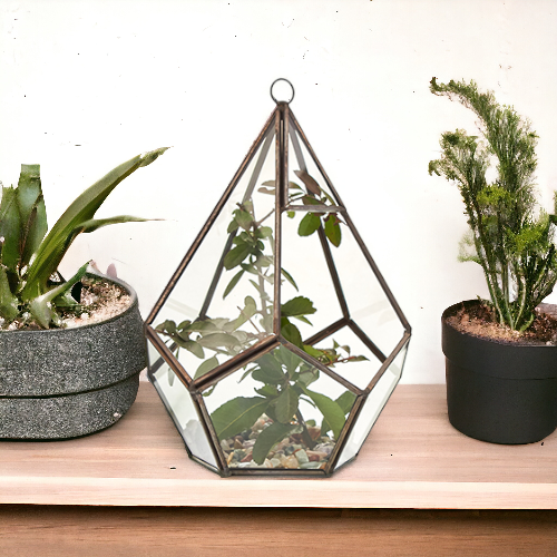 Large Glass and Brass Pentagon Terrarium containing leafy stems and displayed between potted plants by Quintessential Holistic Health Ltd