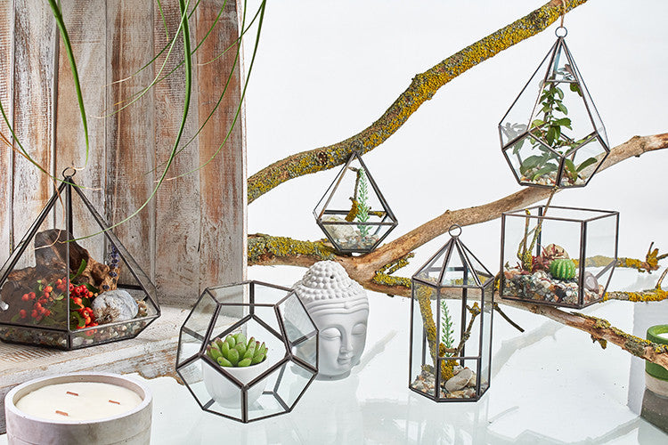 Large Glass and Brass Octagon Terrarium hanging among geometric terrariums displayed on branches by Quintessential Holistic Health Ltd