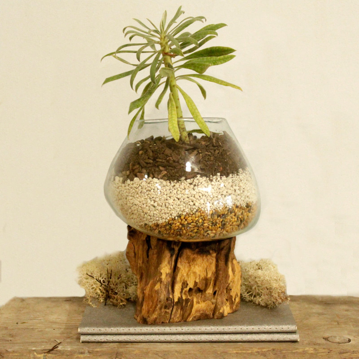 Recycled Glass Vase on Wood - Large Round - Clear & Blue filled with layered pebbles and a leafy green plant on an upright wood base by Quintessential Holistic Health Ltd