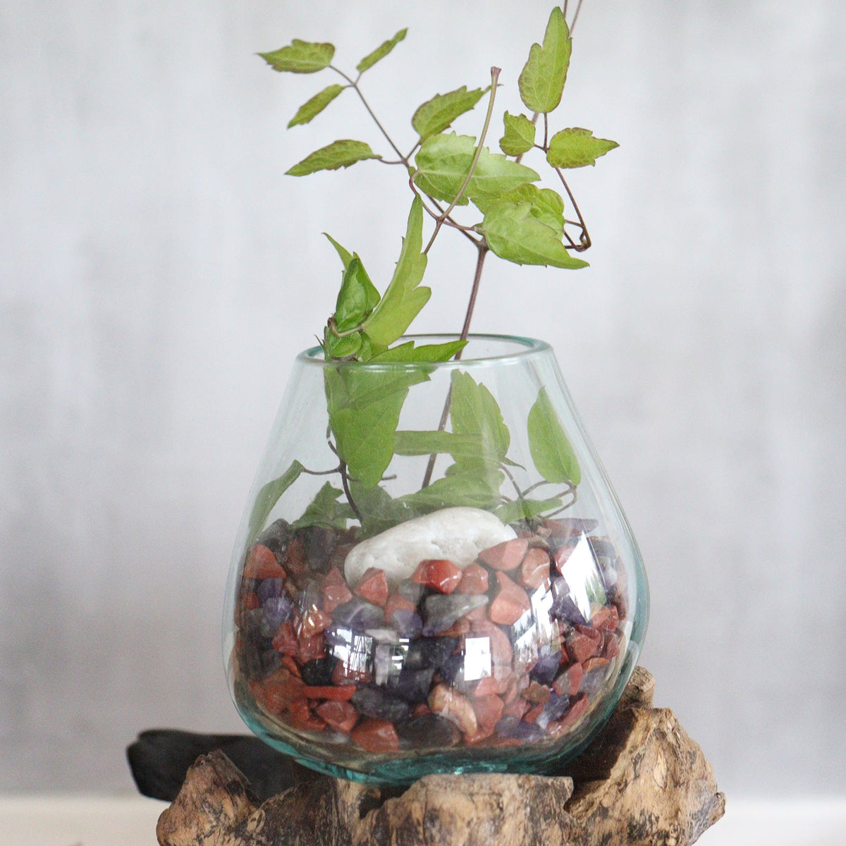 Recycled Glass Vase on Wood - Large Oval - Clear/Light Blue filled with stones and leafy stems on a sculptural wood stand by Quintessential Holistic Health Ltd