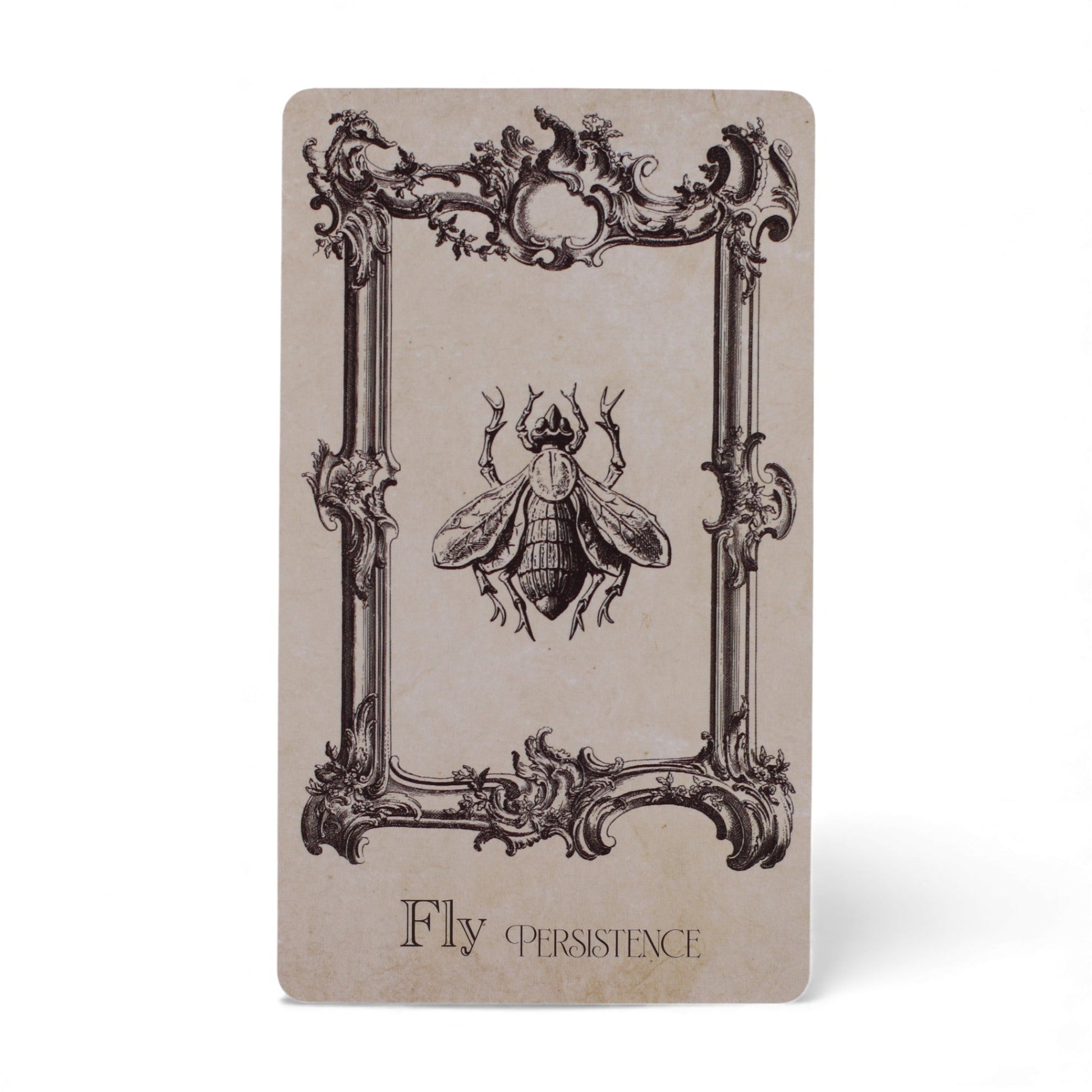 Oracle Cards - The Spellbook / Witchcraft product packaging on clean background from Quintessential Holistic Health Ltd