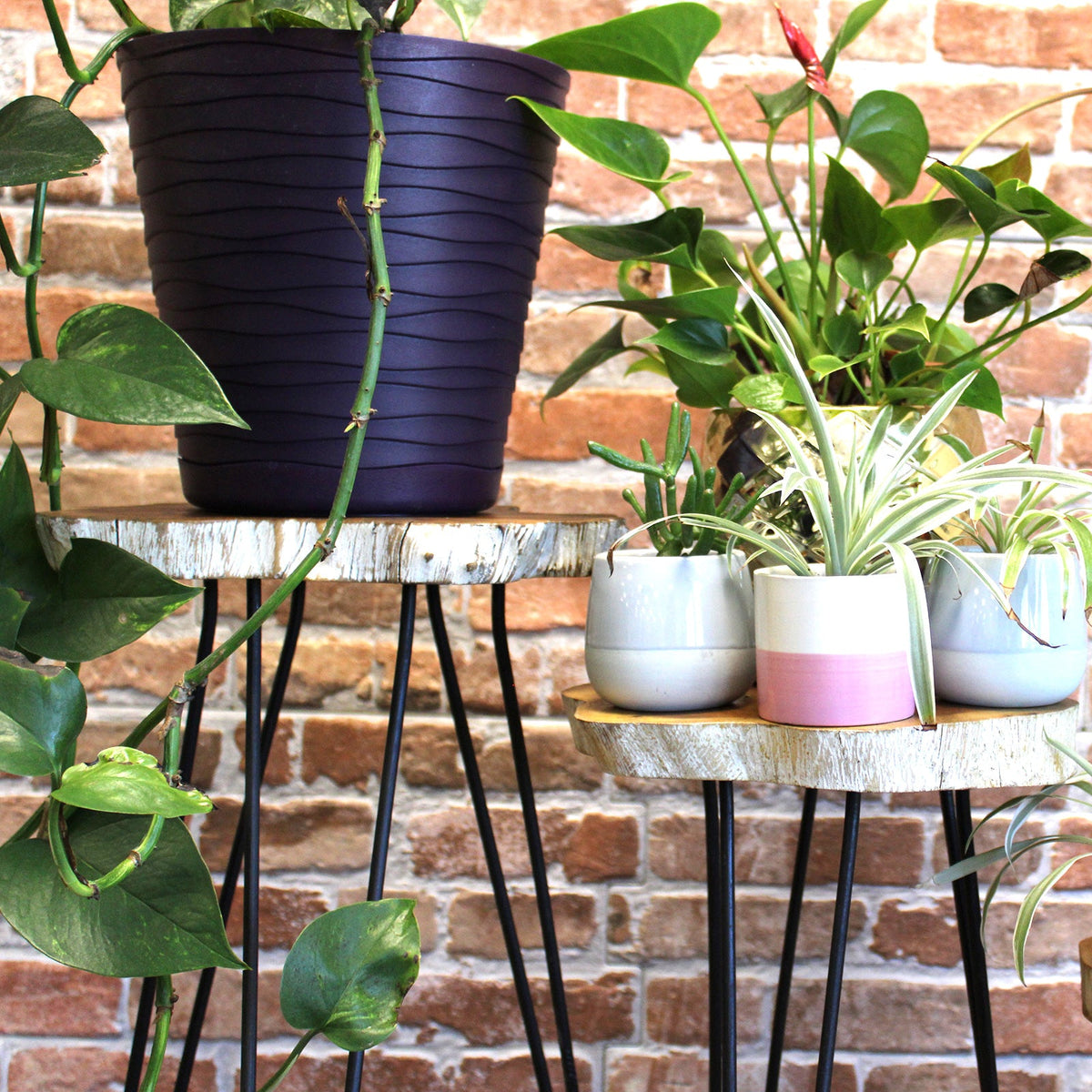 Set of 3 Eco-Friendly Gamal Wooden Plant Stands - Whitewash, graduated round stands displaying leafy potted plants against a brick wall by Quintessential Holistic Health Ltd