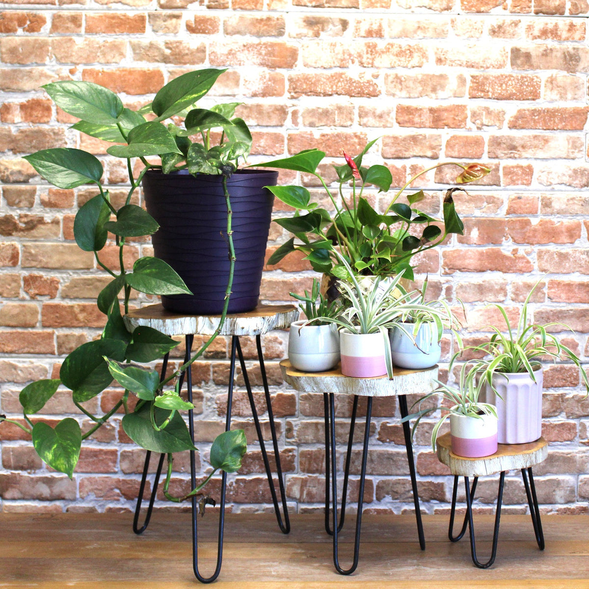 Set of 3 Eco-Friendly Gamal Wooden Plant Stands - Whitewash, clustered round stands topped with assorted green potted plants by Quintessential Holistic Health Ltd