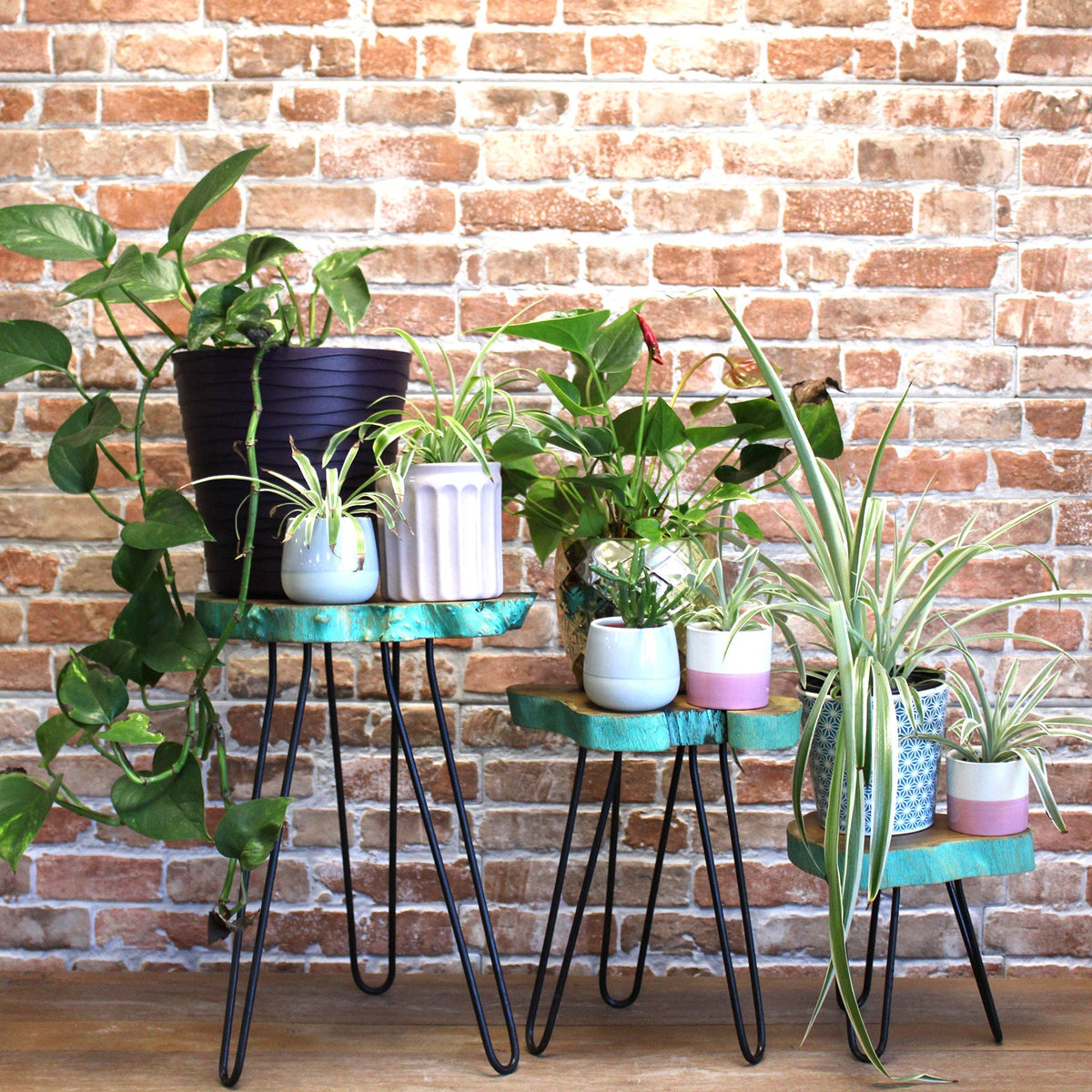 Set of 3 Gamal Wood Plant Stands - Greenwash, displaying assorted potted plants against a brick wall by Quintessential Holistic Health Ltd