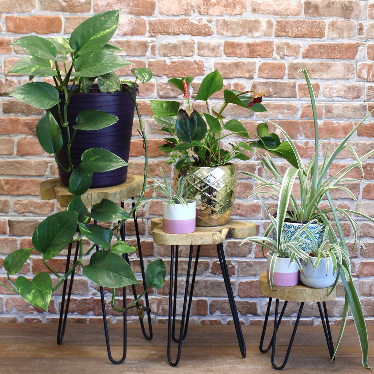 Set of 3 Eco-Friendly Gamal Wooden Plant Stands - Natural, clustered round stands displaying leafy plants in colourful pots by Quintessential Holistic Health Ltd