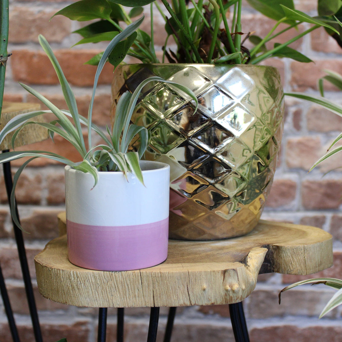 Set of 3 Eco-Friendly Gamal Wooden Plant Stands - Natural, close view of a round stand holding two contrasting plant pots by Quintessential Holistic Health Ltd