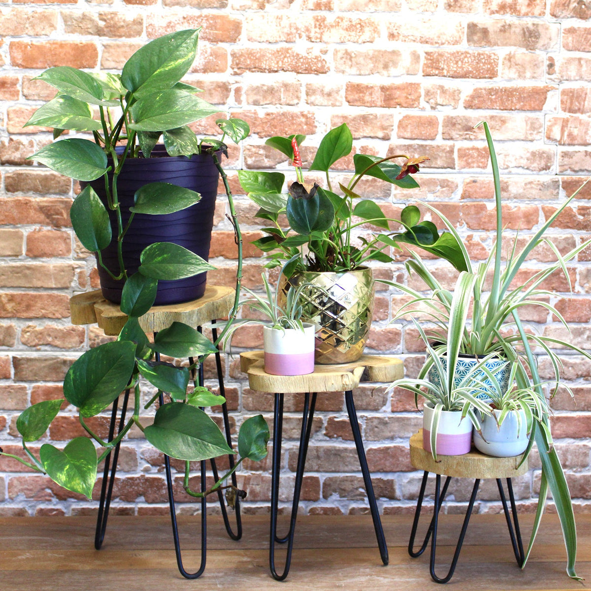 Set of 3 Eco-Friendly Gamal Wooden Plant Stands - Natural, graduated stands with black legs surrounded by green potted plants by Quintessential Holistic Health Ltd