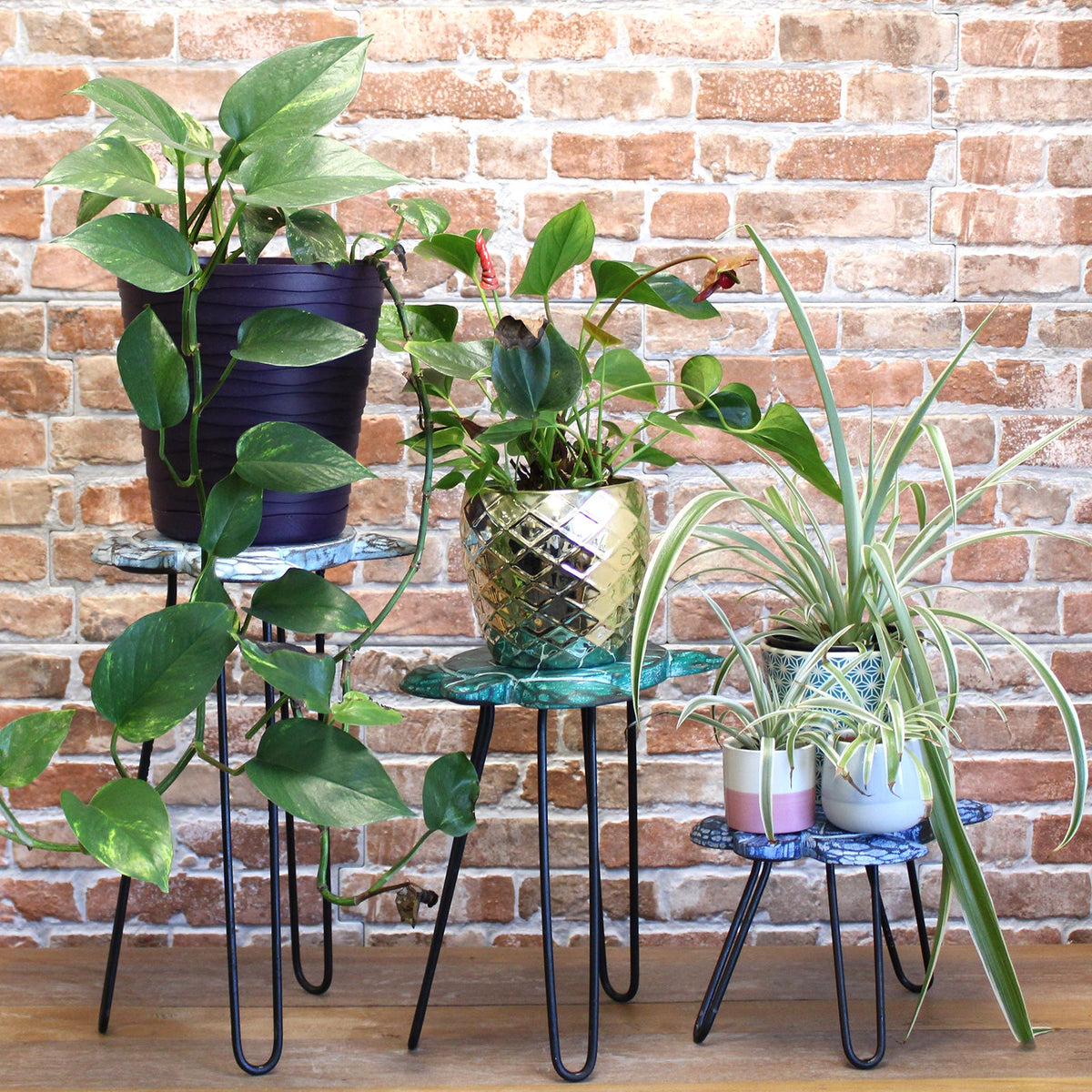 Set of 3 Eco-Friendly Albasia Wooden Plant Stands - Turtles, turtle-shaped stands arranged among leafy potted plants by Quintessential Holistic Health Ltd