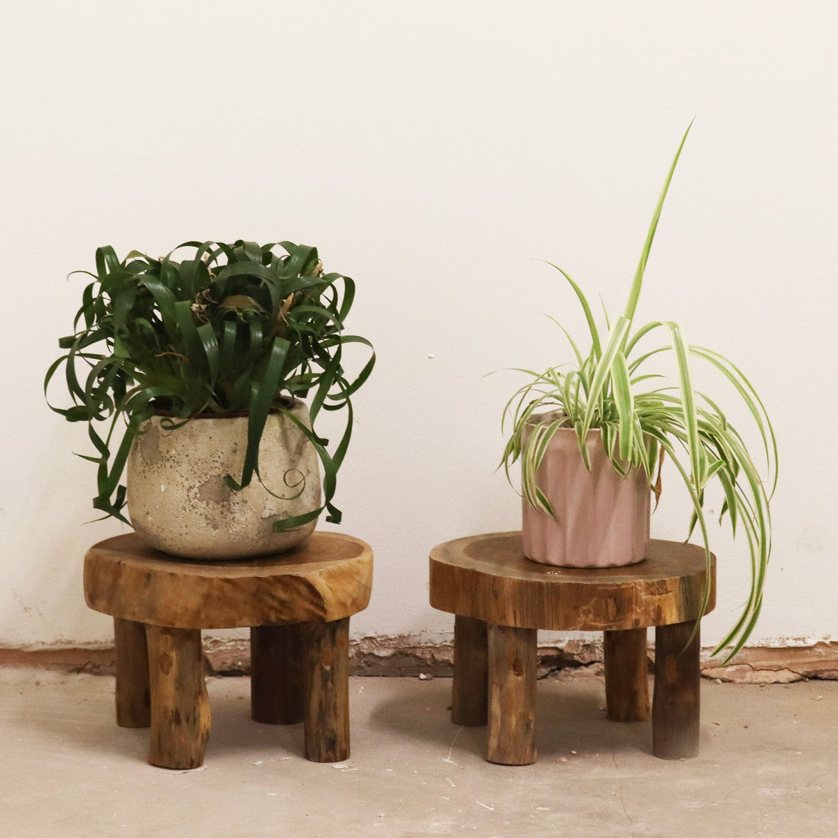 Set of 2 Teak Plant Display Stands - Medium Natural, two low round stands of different heights displaying potted plants by Quintessential Holistic Health Ltd