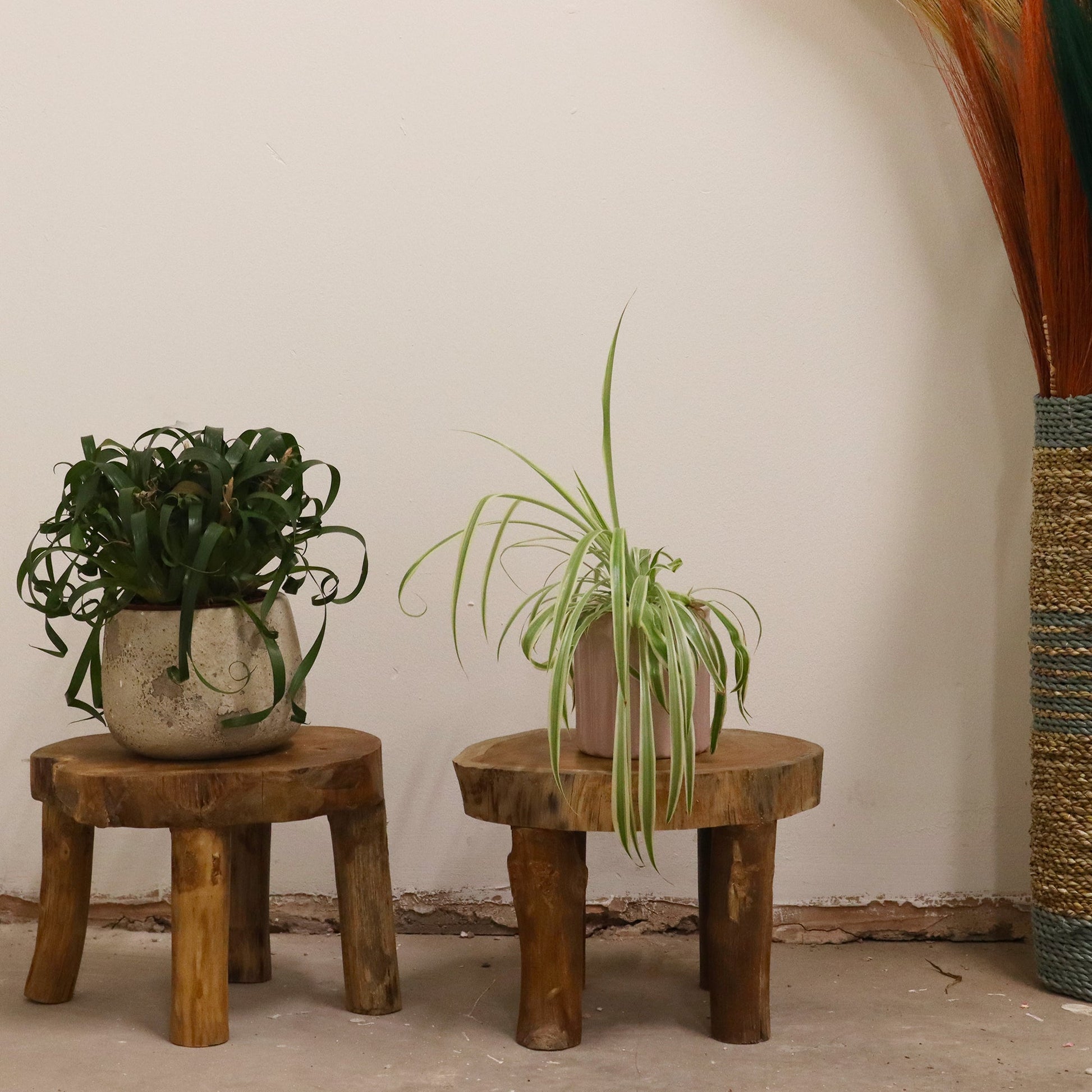 Set of 2 x Eco-Friendly Teak Plant / Display Stands - High / Natural product packaging on clean background from Quintessential Holistic Health Ltd